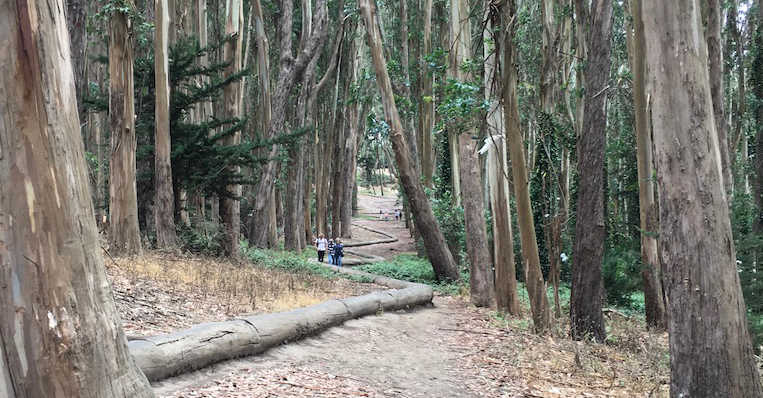 Walking in the forest during a transformational fast